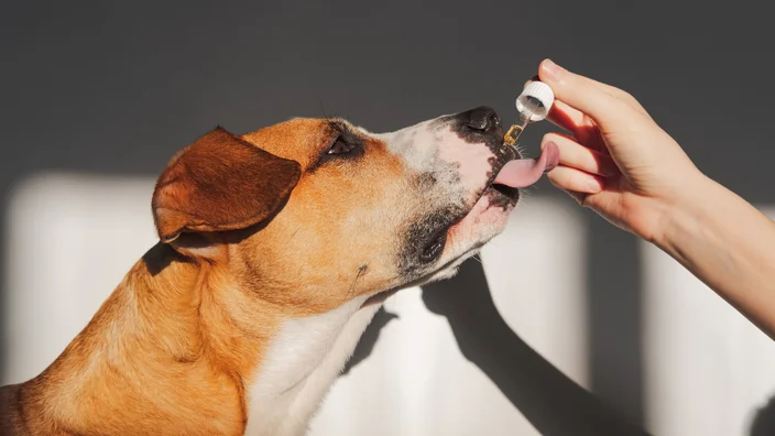 Pawsitive Wellness: A Guide to Safely Administer CBD Oil to Your Dog