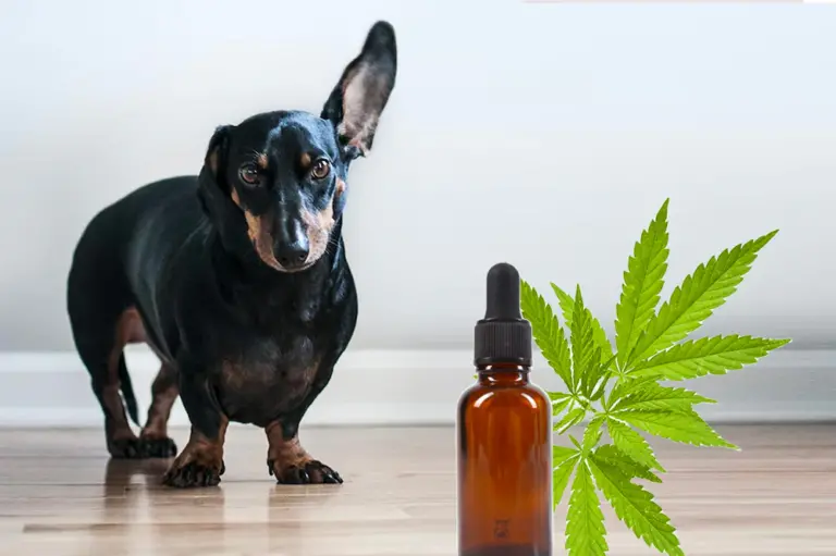 Calm the Canine Chaos with CBD Oil for Dogs
